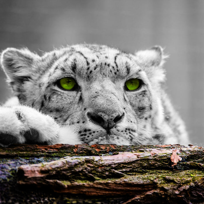 Schöner Gepard mit grünen Augen, Glasbild Quadratisch