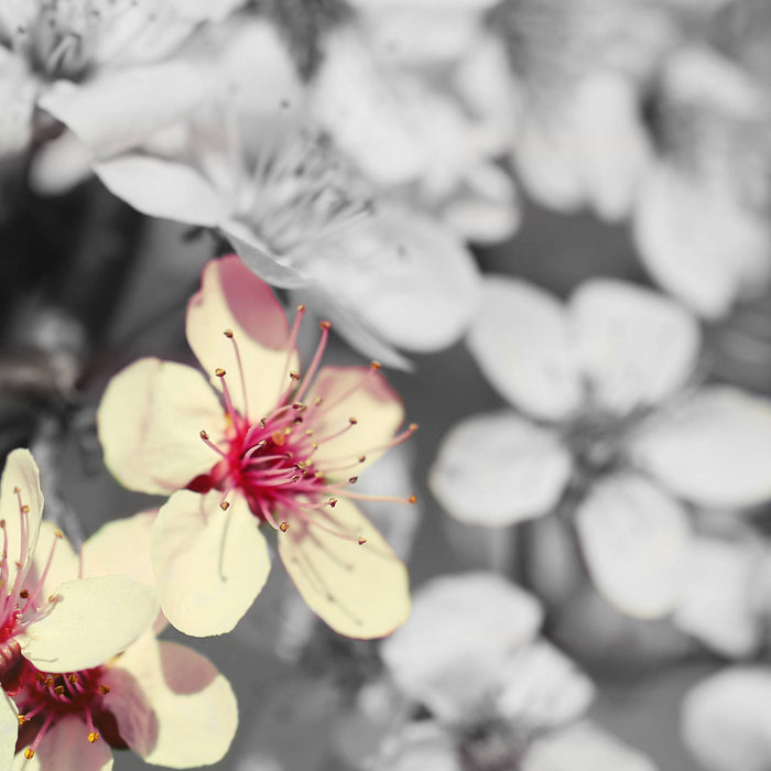 Kirschblüten im Retro Stil, Glasbild Quadratisch