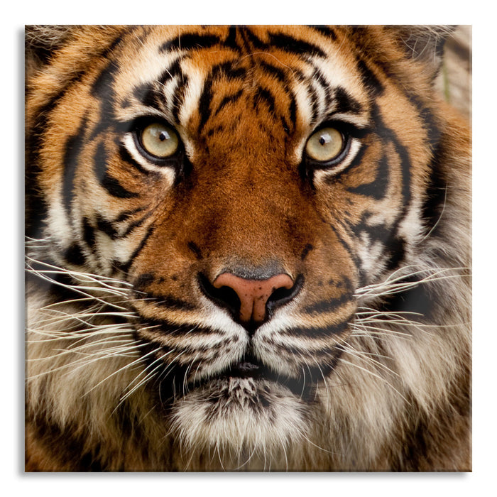 Pixxprint Aufmerksamer Tiger, Glasbild Quadratisch