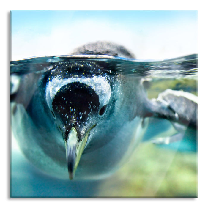 Pixxprint Pinguin im Wasser, Glasbild Quadratisch