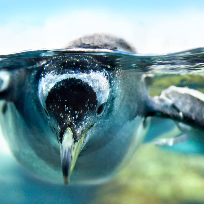 Pinguin im Wasser, Glasbild Quadratisch