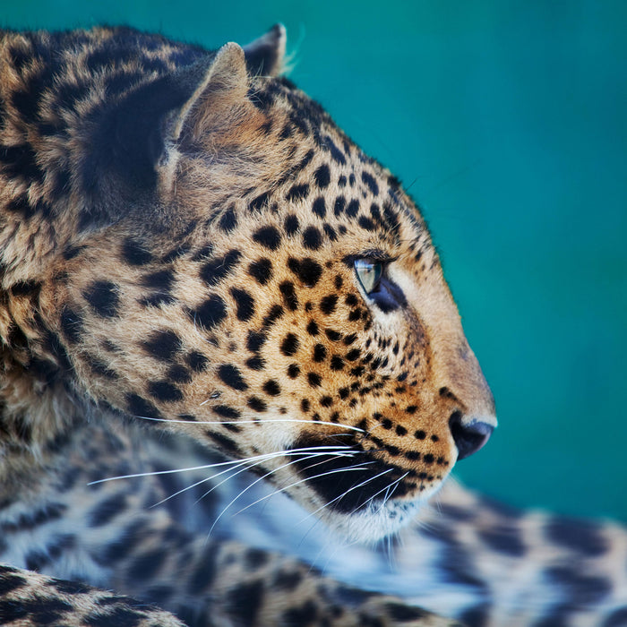 Wachsamer Gepard, Glasbild Quadratisch