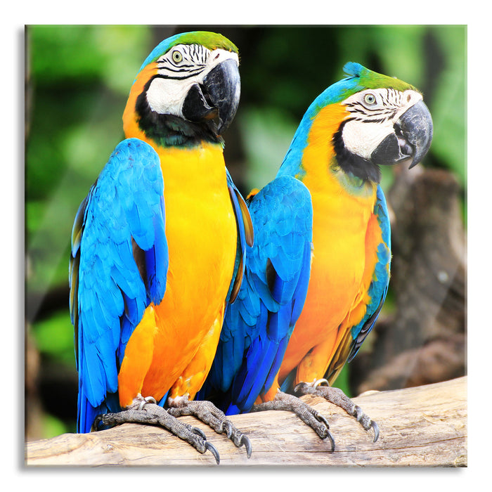 Zwei Papageien, Glasbild Quadratisch