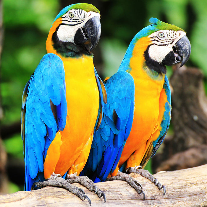 Zwei Papageien, Glasbild Quadratisch