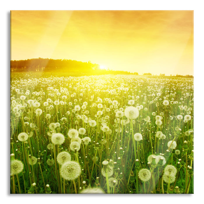 Pixxprint Pusteblumen Sonnenuntergang, Glasbild Quadratisch