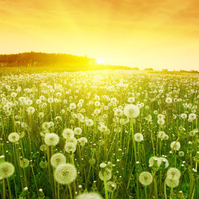 Pusteblumen Sonnenuntergang, Glasbild Quadratisch