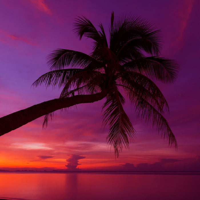 Palme am Meer mit Sonnenuntergang, Glasbild Quadratisch