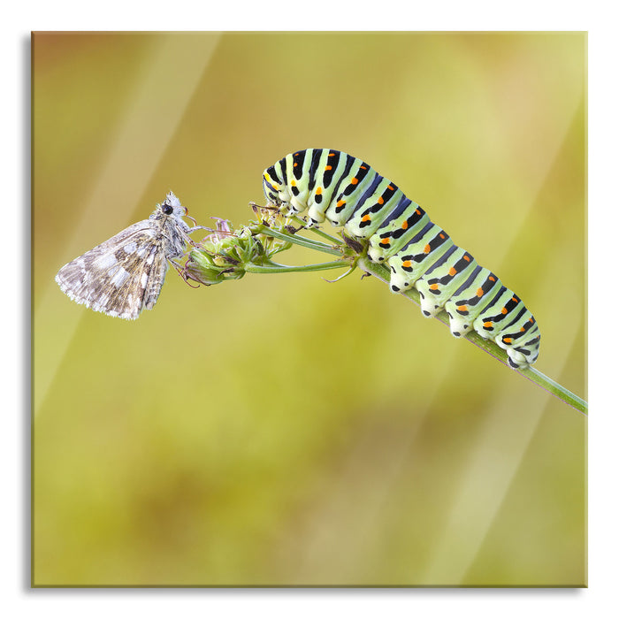 Pixxprint Schwalbenschwanzraupen und Falter, Glasbild Quadratisch