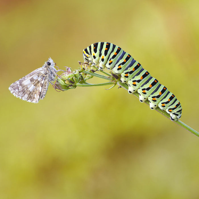 Schwalbenschwanzraupen und Falter, Glasbild Quadratisch