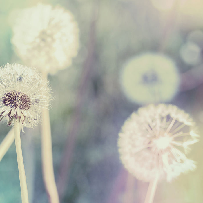 Romantische Pusteblumen, Glasbild Quadratisch