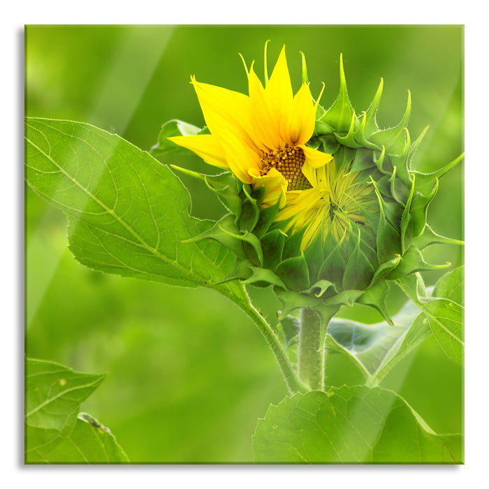 Pixxprint Aufblühende Sonnenblume, Glasbild Quadratisch