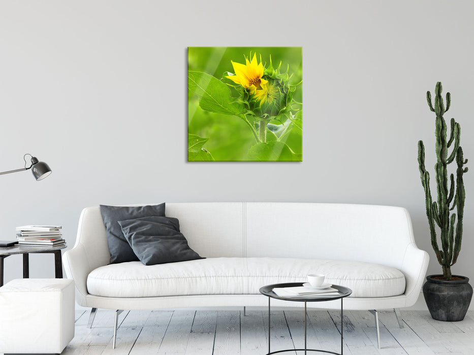 Aufblühende Sonnenblume, Glasbild Quadratisch