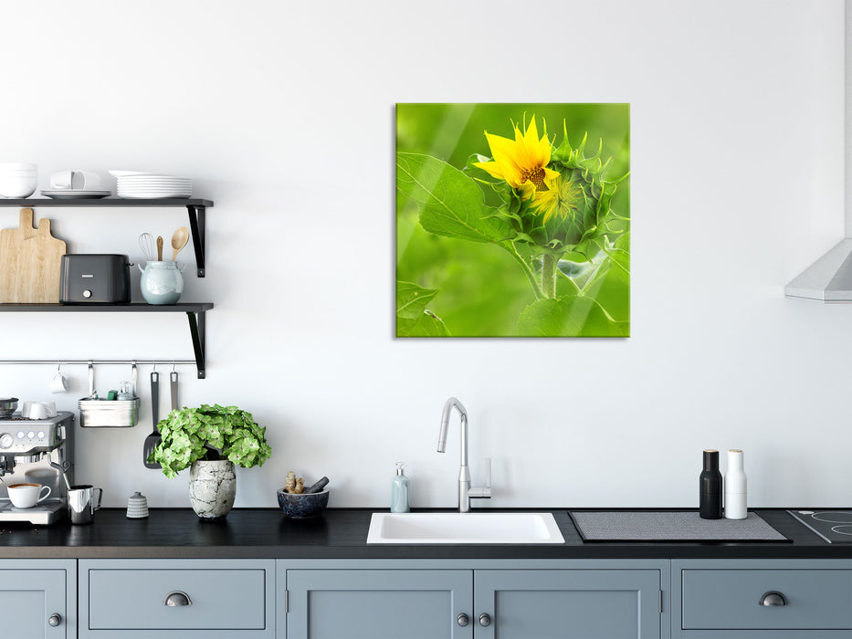 Aufblühende Sonnenblume, Glasbild Quadratisch