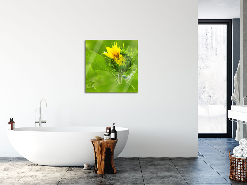 Aufblühende Sonnenblume, Glasbild Quadratisch