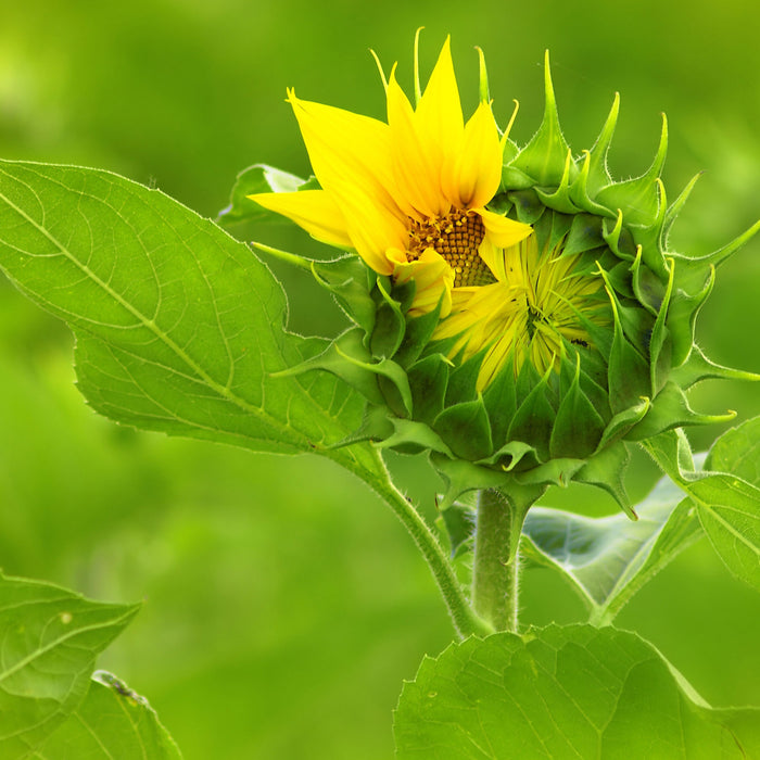 Aufblühende Sonnenblume, Glasbild Quadratisch