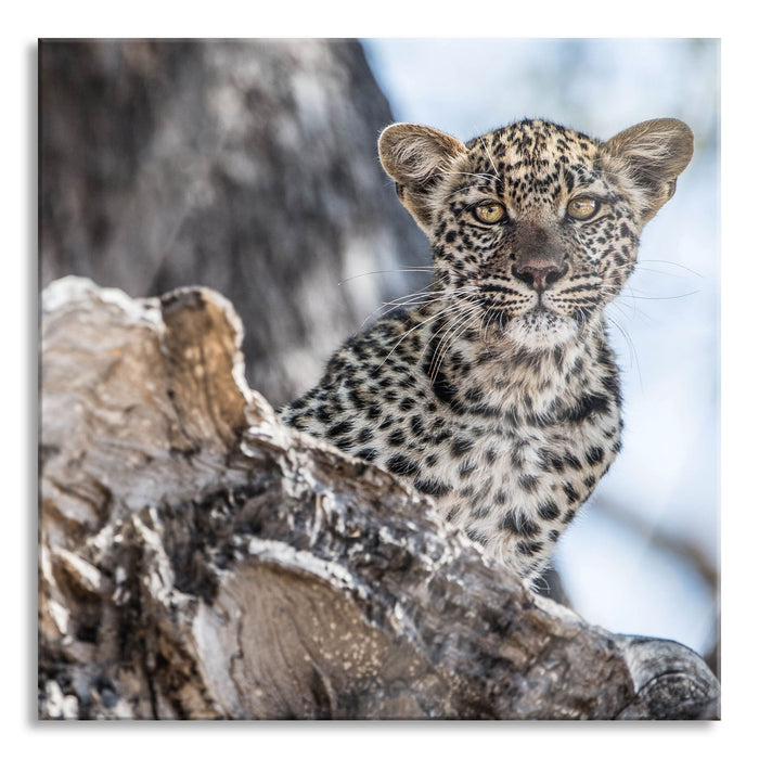 Pixxprint Leopardjunges auf Baum, Glasbild Quadratisch