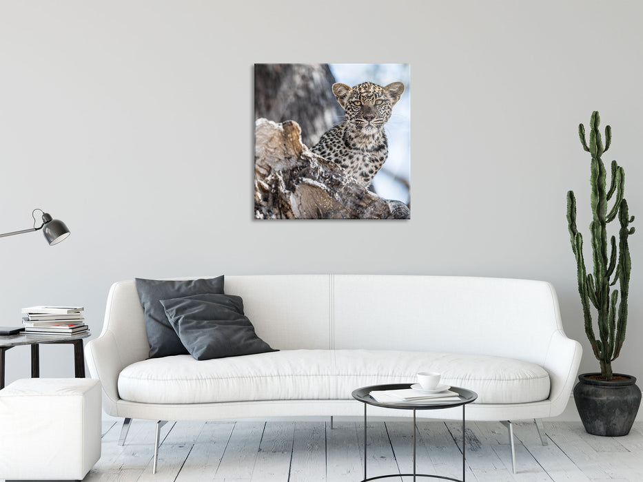 Leopardjunges auf Baum, Glasbild Quadratisch