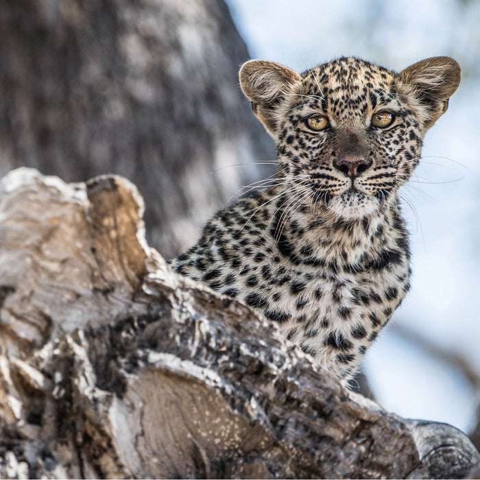 Leopardjunges auf Baum, Glasbild Quadratisch