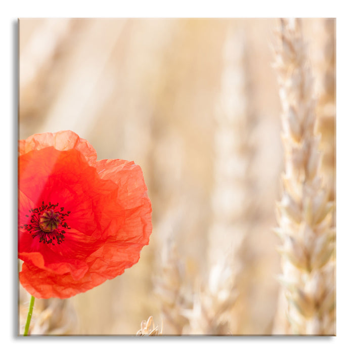 Pixxprint Mohnblume im Kornfeld, Glasbild Quadratisch