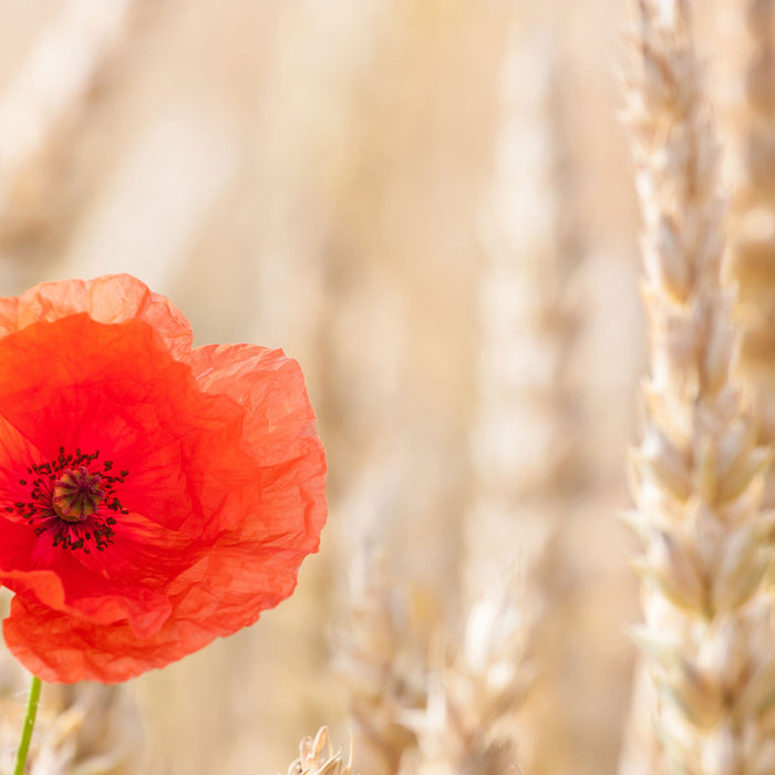 Mohnblume im Kornfeld, Glasbild Quadratisch