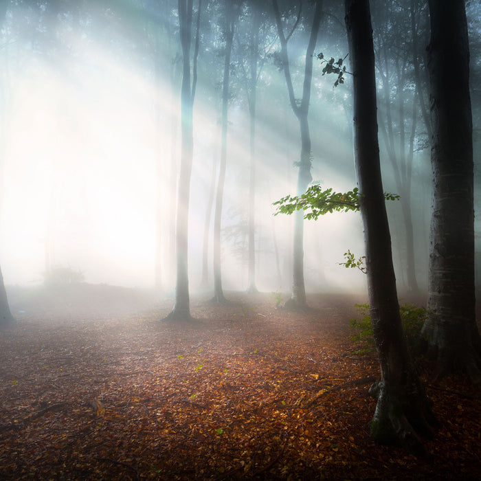 Düsterer Wald im Nebel, Glasbild Quadratisch