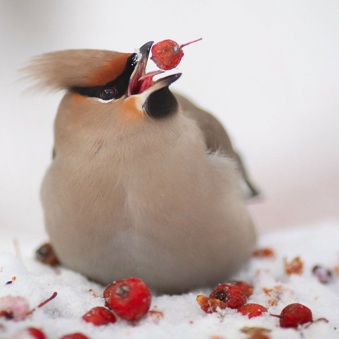 Kleiner Vogel im Schnee, Glasbild Quadratisch