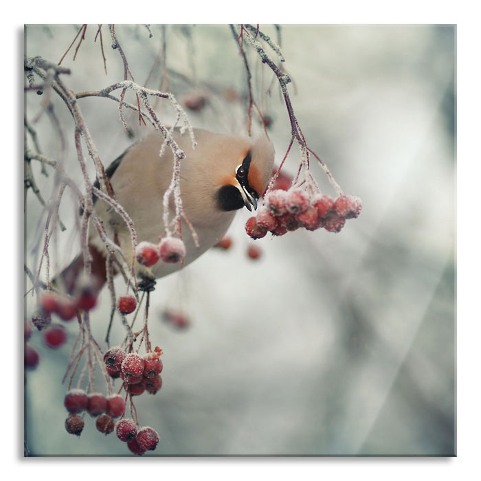 Pixxprint Kleiner Vogel im Vogelbeerbaum, Glasbild Quadratisch