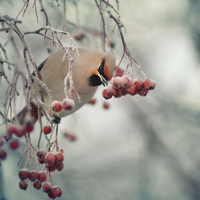 Kleiner Vogel im Vogelbeerbaum, Glasbild Quadratisch