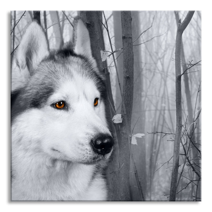 Pixxprint Wachsamer Husky, Glasbild Quadratisch