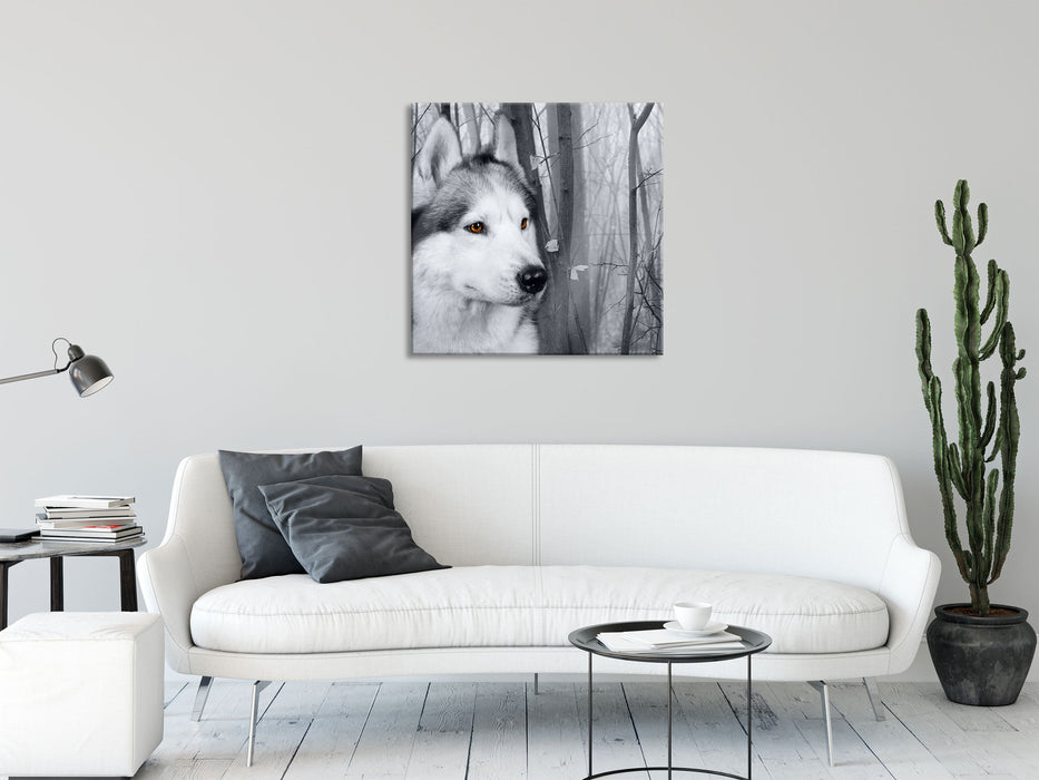 Wachsamer Husky, Glasbild Quadratisch