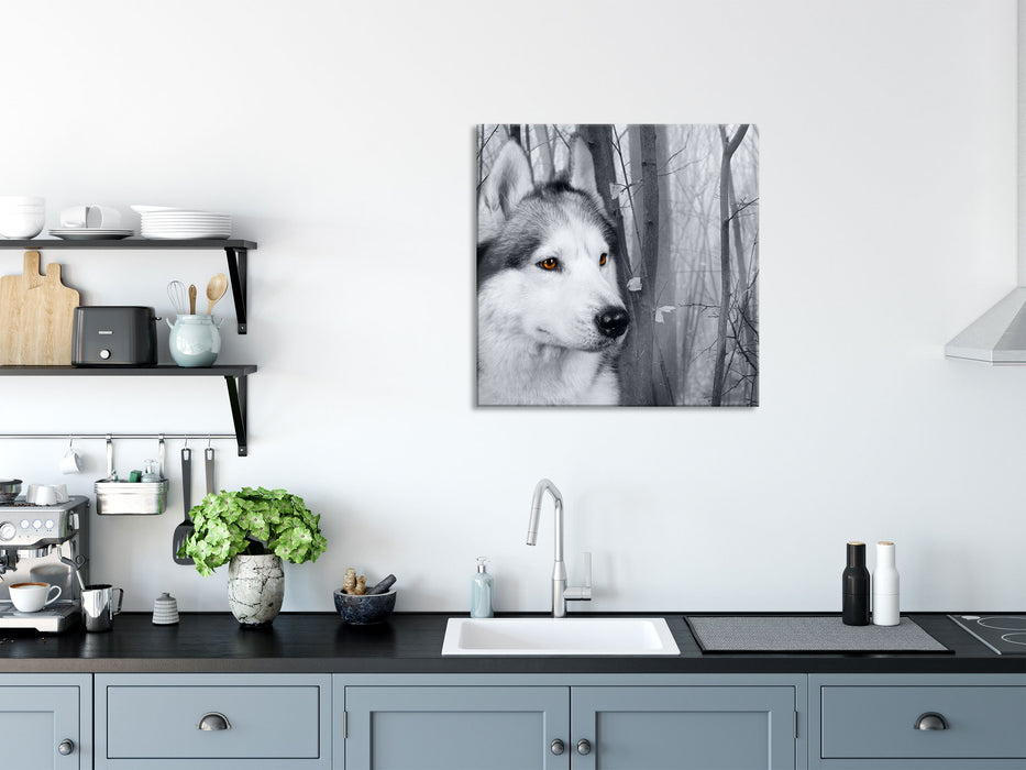 Wachsamer Husky, Glasbild Quadratisch