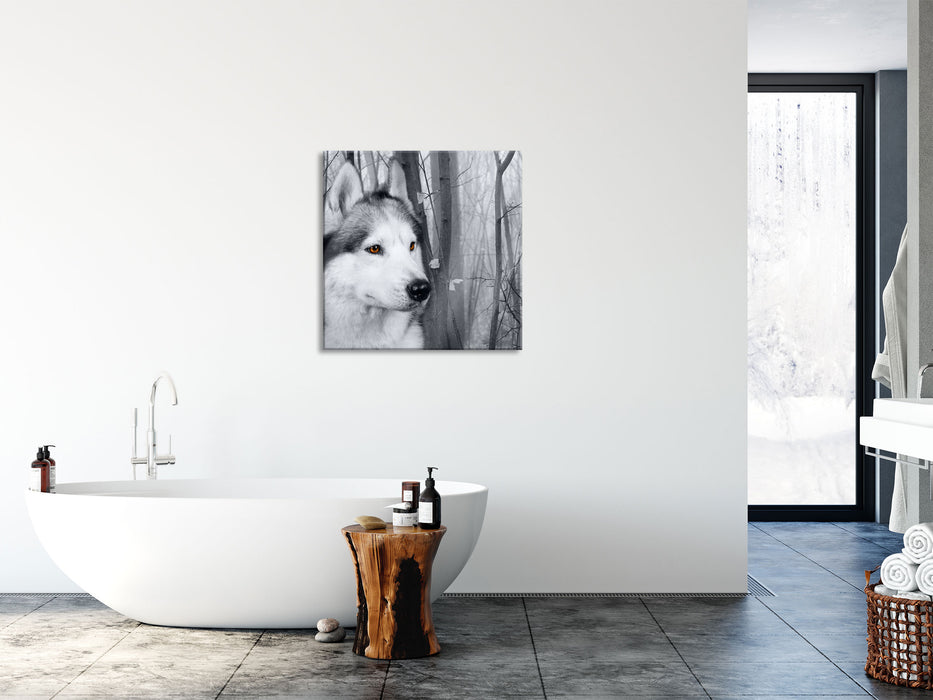 Wachsamer Husky, Glasbild Quadratisch