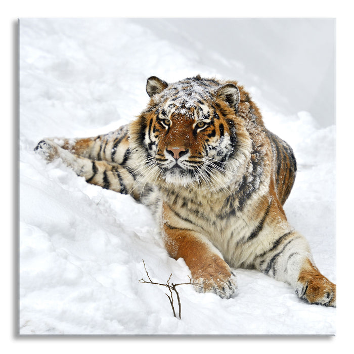 Pixxprint Amur Tiger im Schnee, Glasbild Quadratisch