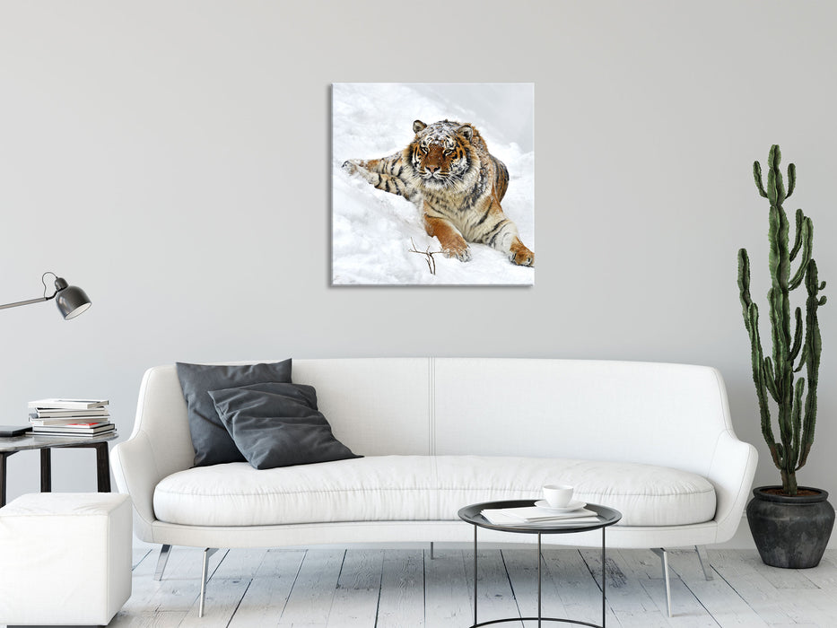 Amur Tiger im Schnee, Glasbild Quadratisch