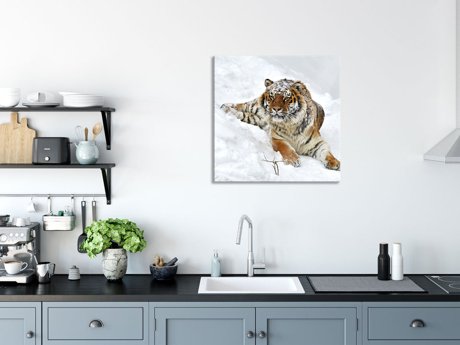 Amur Tiger im Schnee, Glasbild Quadratisch