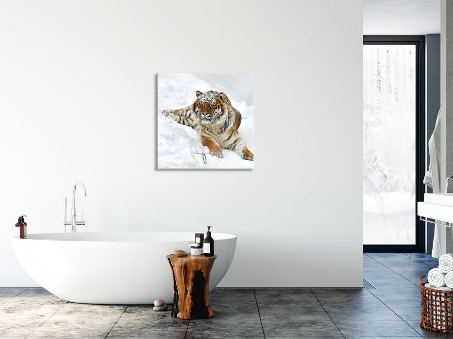 Amur Tiger im Schnee, Glasbild Quadratisch