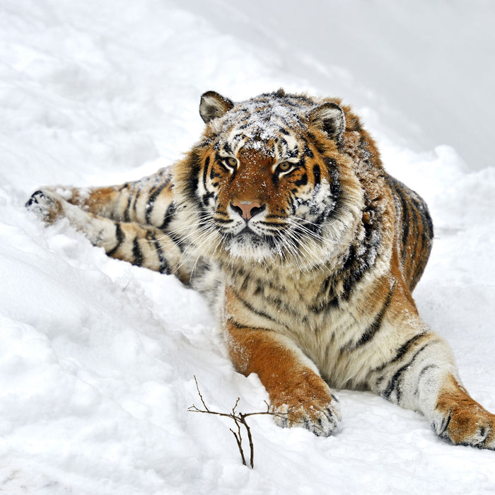 Amur Tiger im Schnee, Glasbild Quadratisch