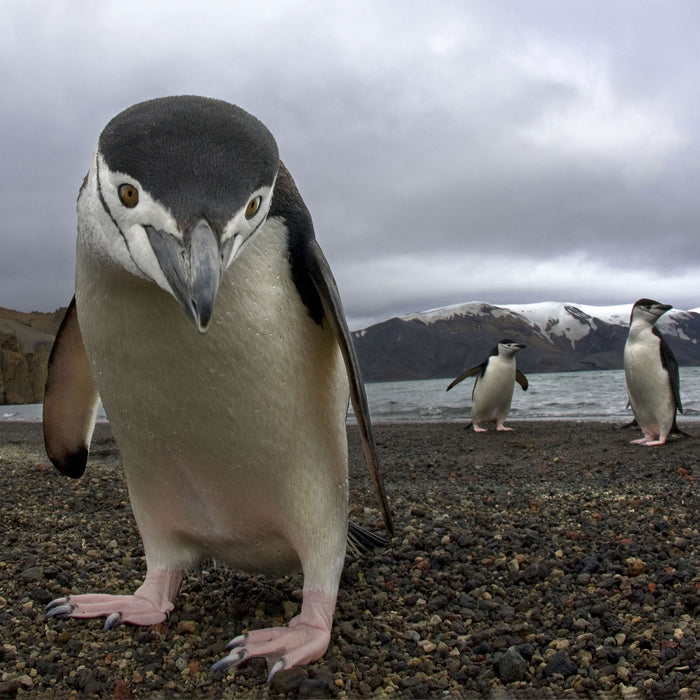 Lustige Pinguine, Glasbild Quadratisch