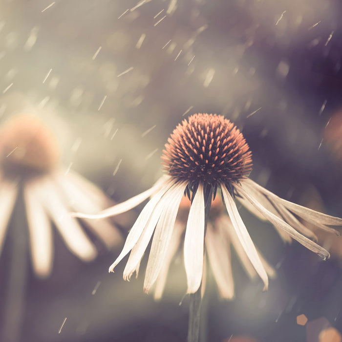 Blumen im Regen, Glasbild Quadratisch