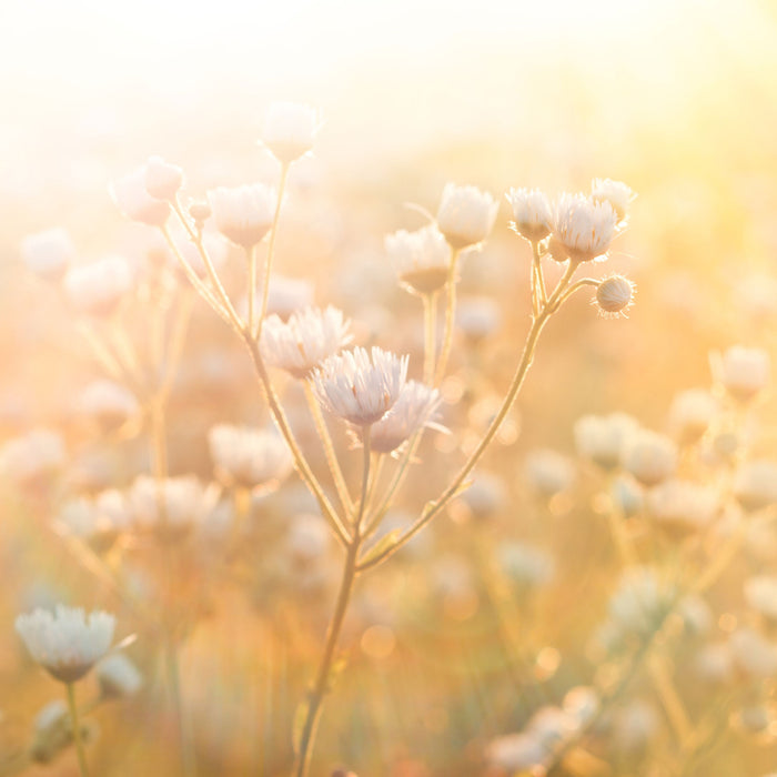 Romantische Blumenwiese, Glasbild Quadratisch