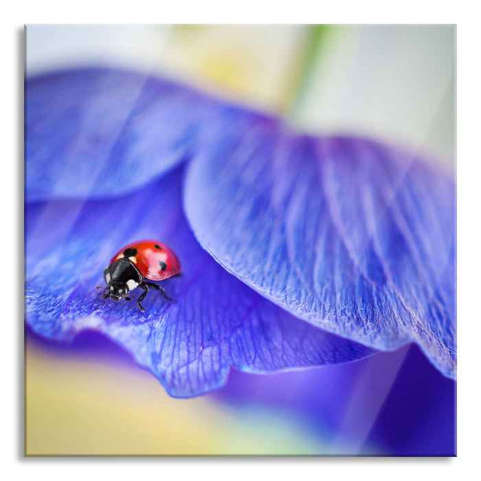 Pixxprint Marienkäfer auf lila Blüte, Glasbild Quadratisch