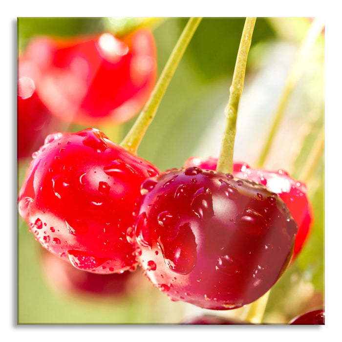 Pixxprint Frische Kirschen am Baum, Glasbild Quadratisch