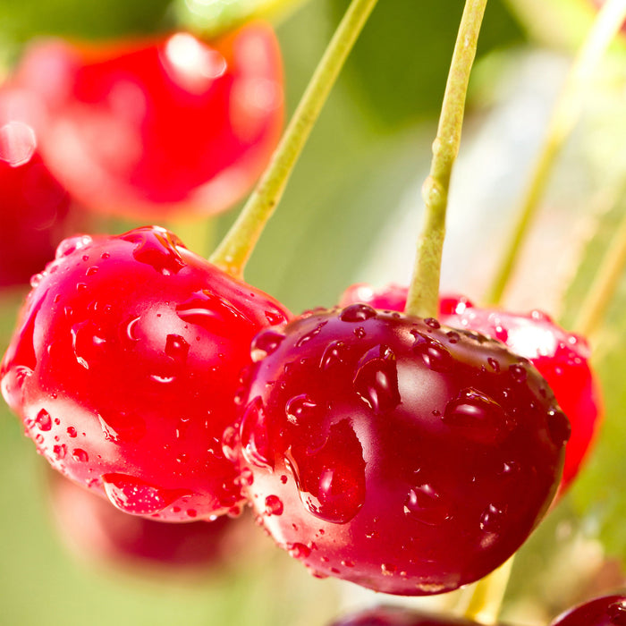 Frische Kirschen am Baum, Glasbild Quadratisch
