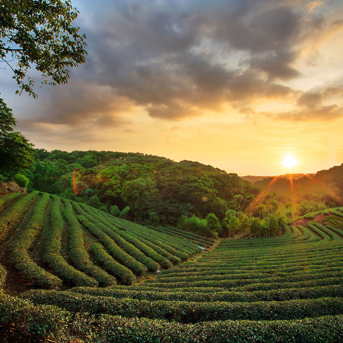 Teeplantage bei Sonnenuntergang, Glasbild Quadratisch