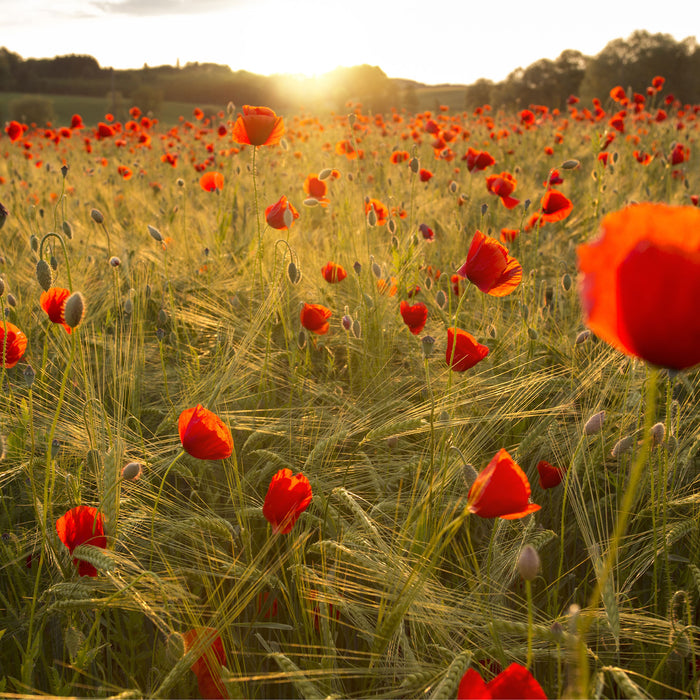 Mohnfeld bei Sonnenuntergang, Glasbild Quadratisch