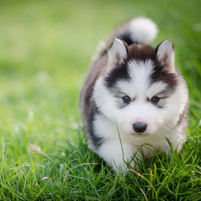 Bezaubernder Huskywelpe, Glasbild Quadratisch