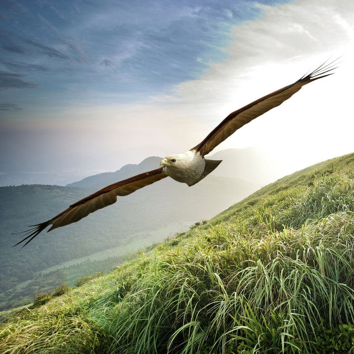 Majestätischer Weißkopfseeadler, Glasbild Quadratisch