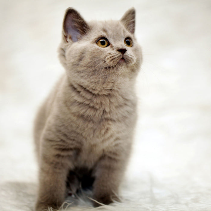 Niedliches Katzenbaby auf Teppich, Glasbild Quadratisch