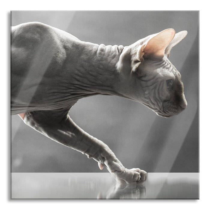 Pixxprint Einzigartige Sphynx Katze, Glasbild Quadratisch