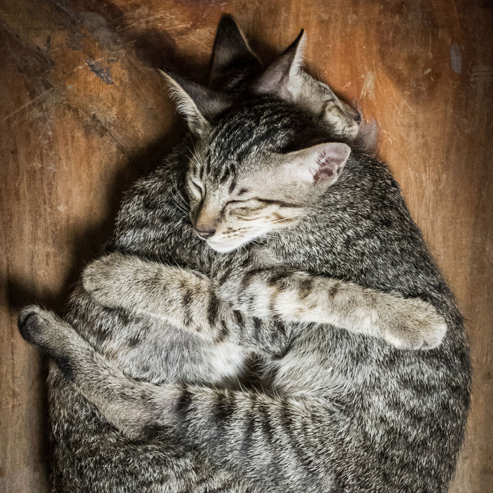 Kuschelnde Katzen, Glasbild Quadratisch